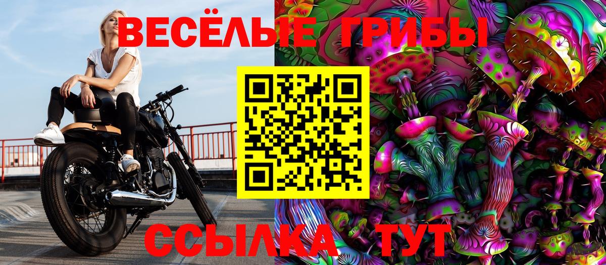 Выборг  Галлюциногенные грибы прущие грибы  Вход с VPN  Псилоцибиновые грибы Psilocybe 